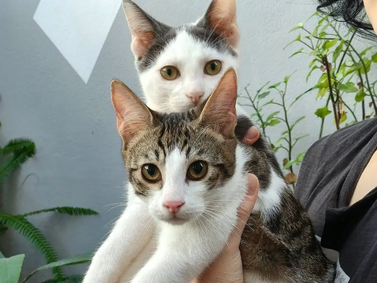 Foto 2 dell'animale