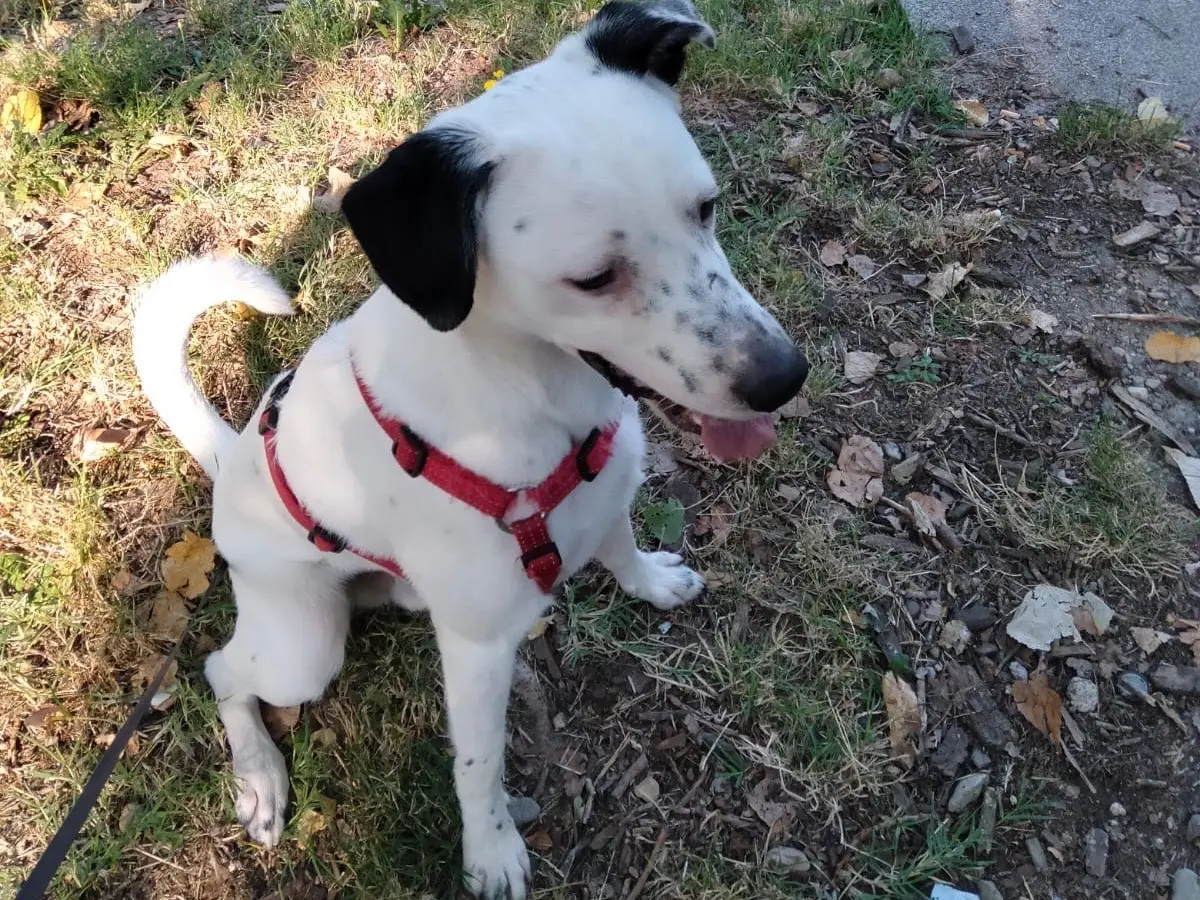Adotta un cane, maschio, 3 anni e 2 mesi, Milano