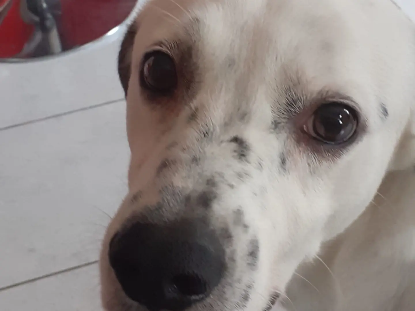 Adotta un cane, taglia media, maschio, Milano