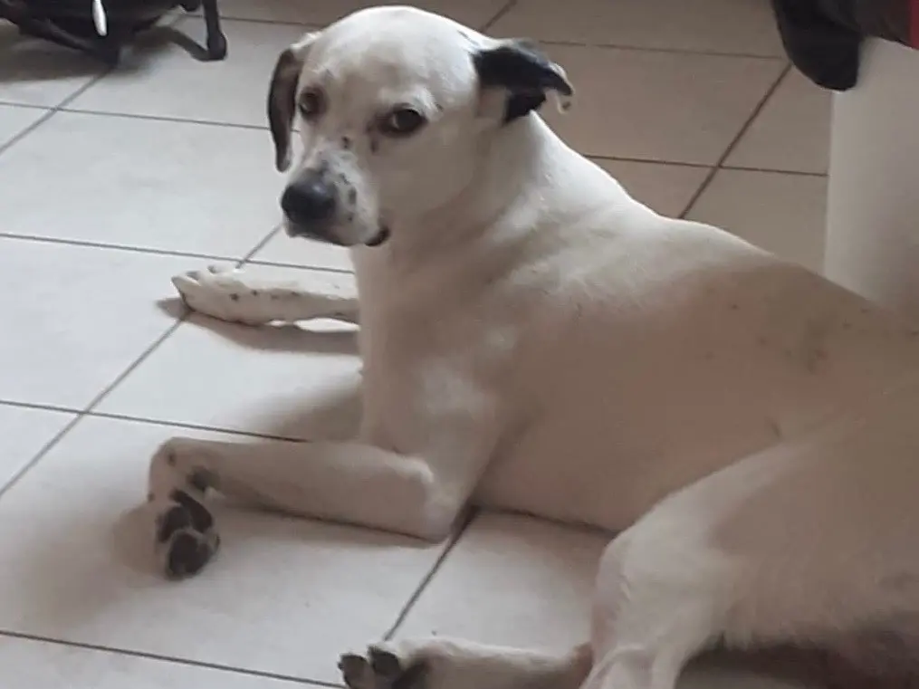 Vuoi adottare un cane a Milano?