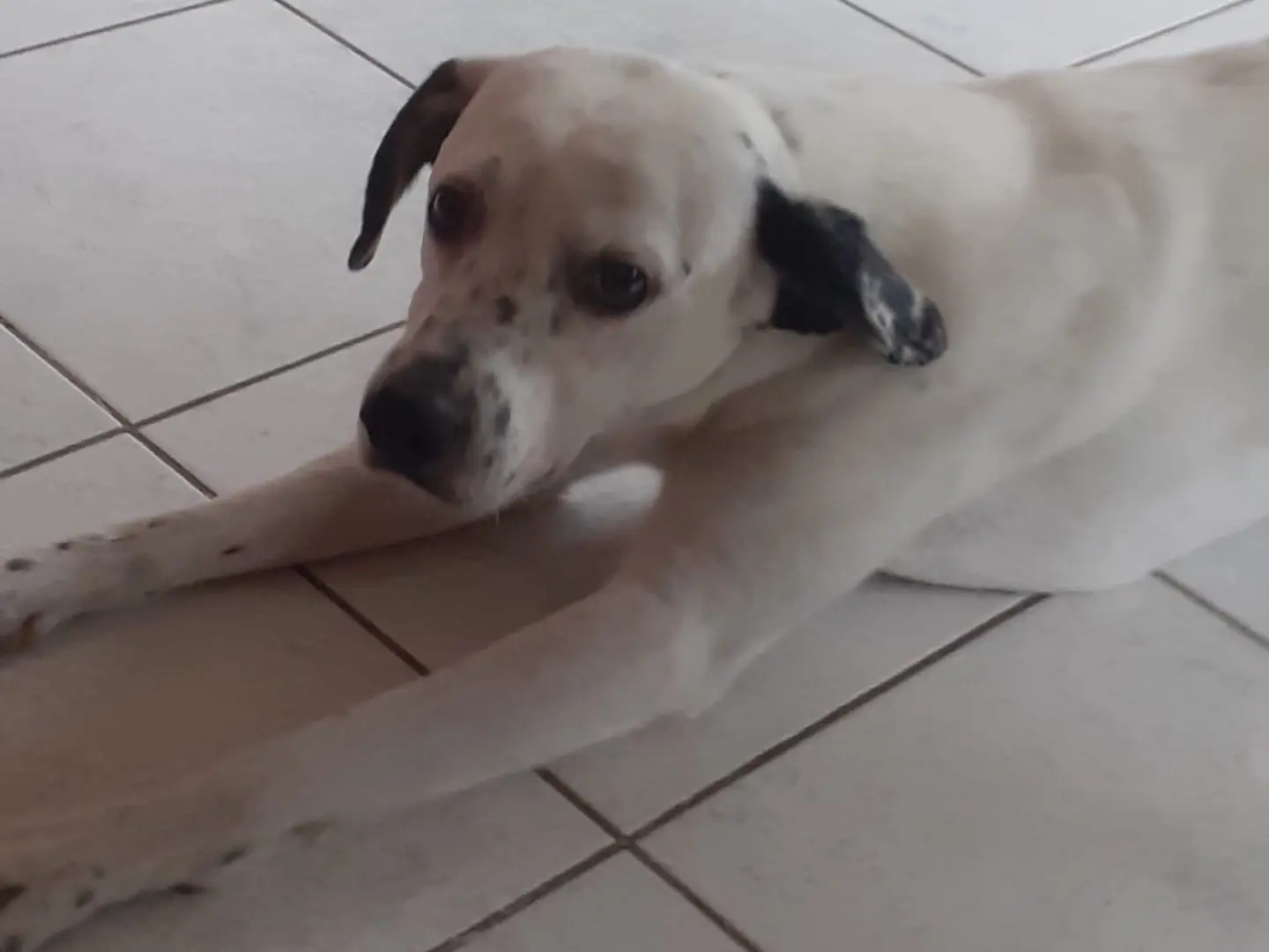 Adozione cane, maschio, Razza sconosciuta Razza sconosciuta, 3 anni e 2 mesi, taglia media, Milano