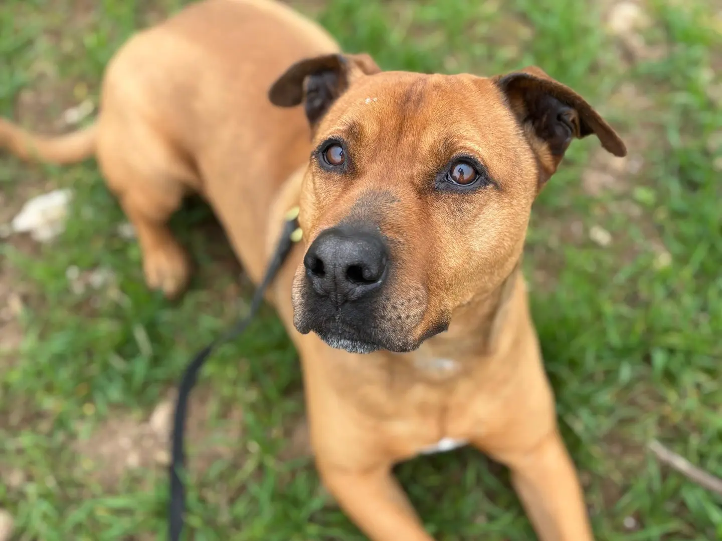 Vuoi adottare un cane a Milano?