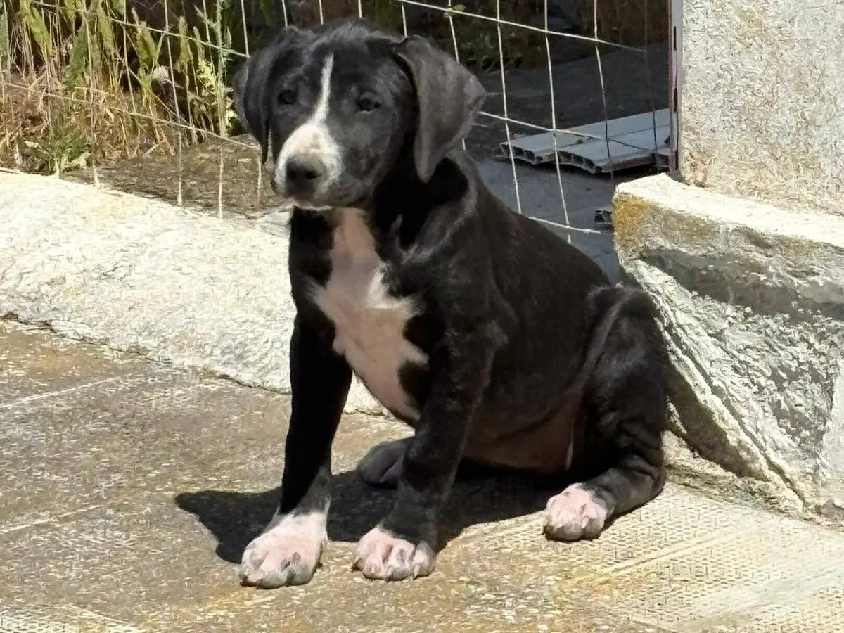 Foto 2 dell'animale