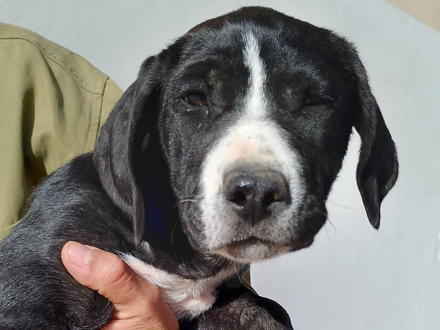 Adotta un cane, taglia grande, femmina, Siracusa