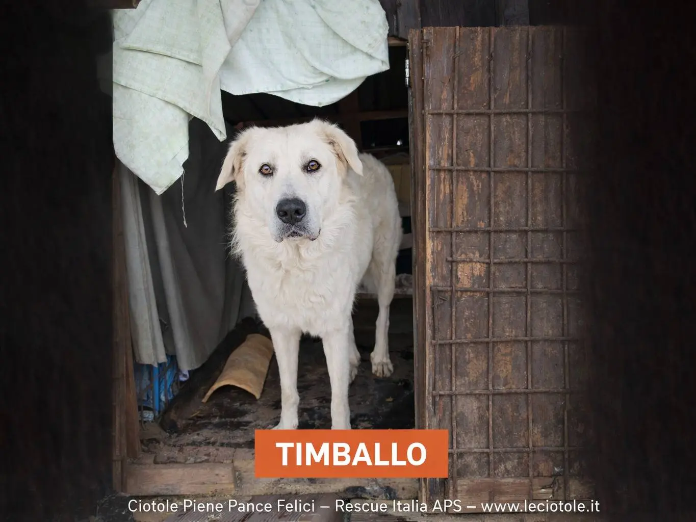 Adozione cane, maschio, Razza sconosciuta Razza sconosciuta, 1 anno e 4 mesi, taglia grande, Avellino