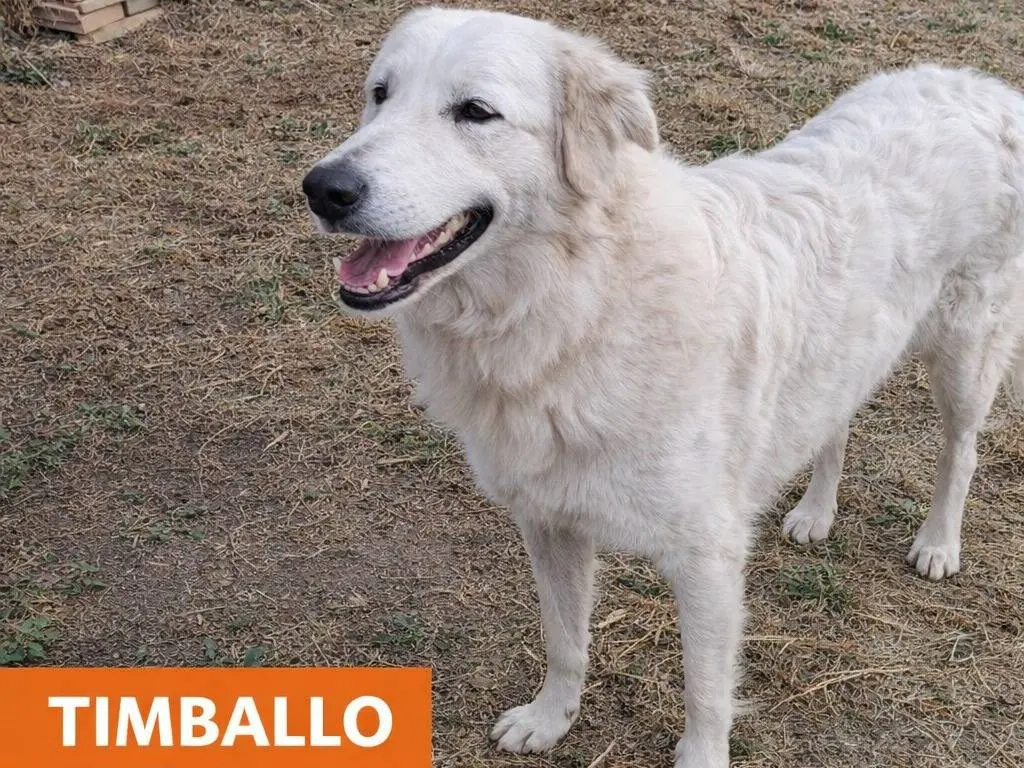 Adotta un cane, taglia grande, maschio, Avellino