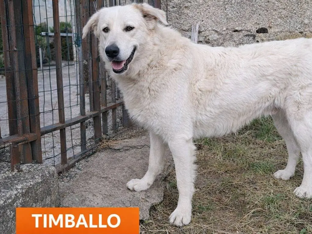 Adotta un cane, maschio, 1 anno e 4 mesi, Avellino