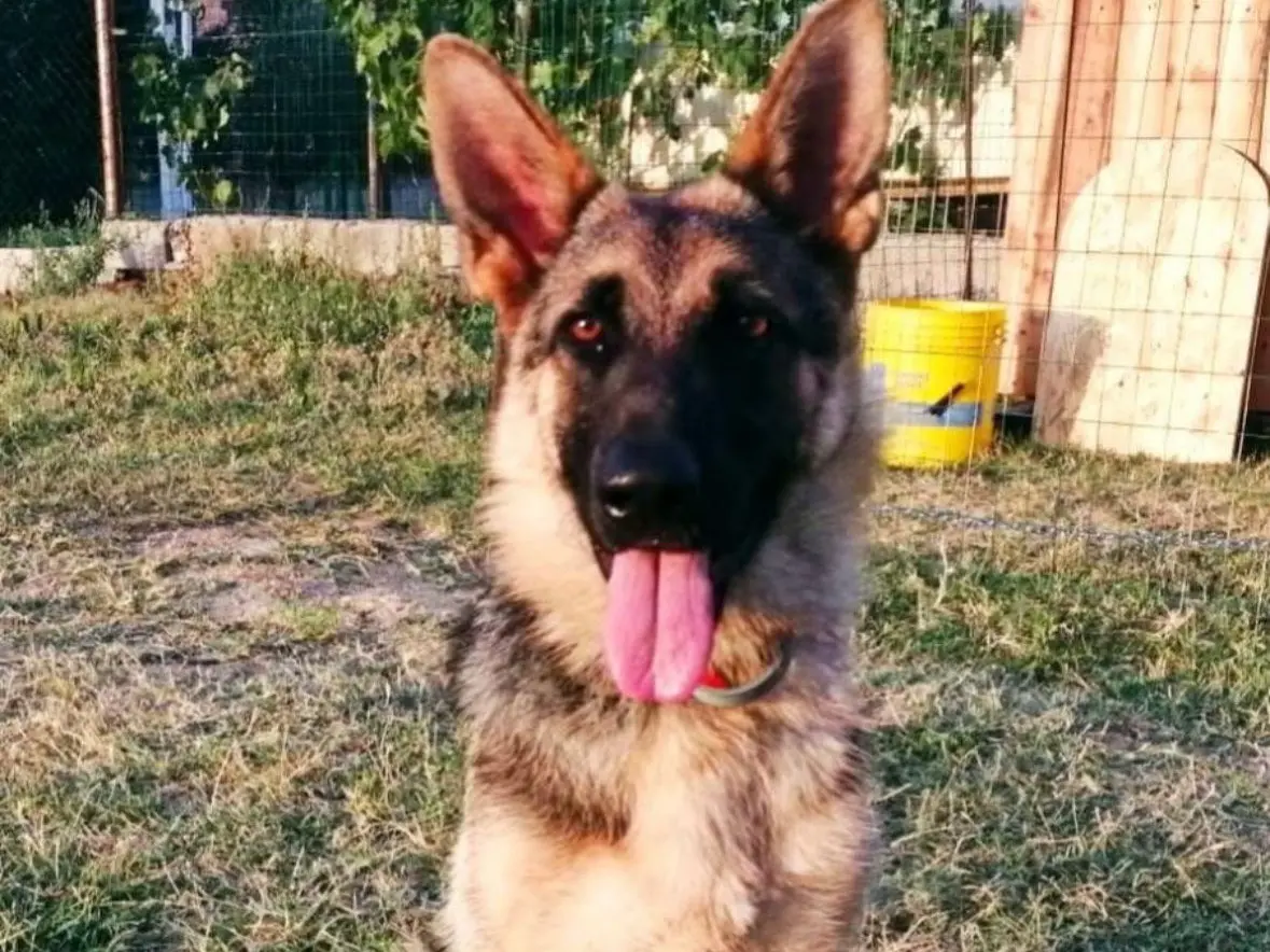 Adozione cane, femmina, Pastore tedesco Razza sconosciuta, 5 anni e 9 mesi, taglia media, Teramo