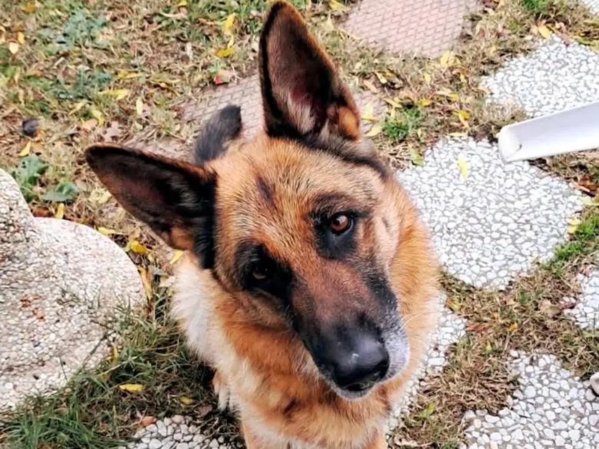 Adotta un cane, femmina, 5 anni e 9 mesi, Teramo