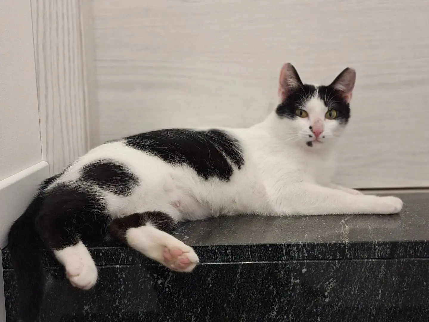 Vuoi adottare un gatto a Bologna?