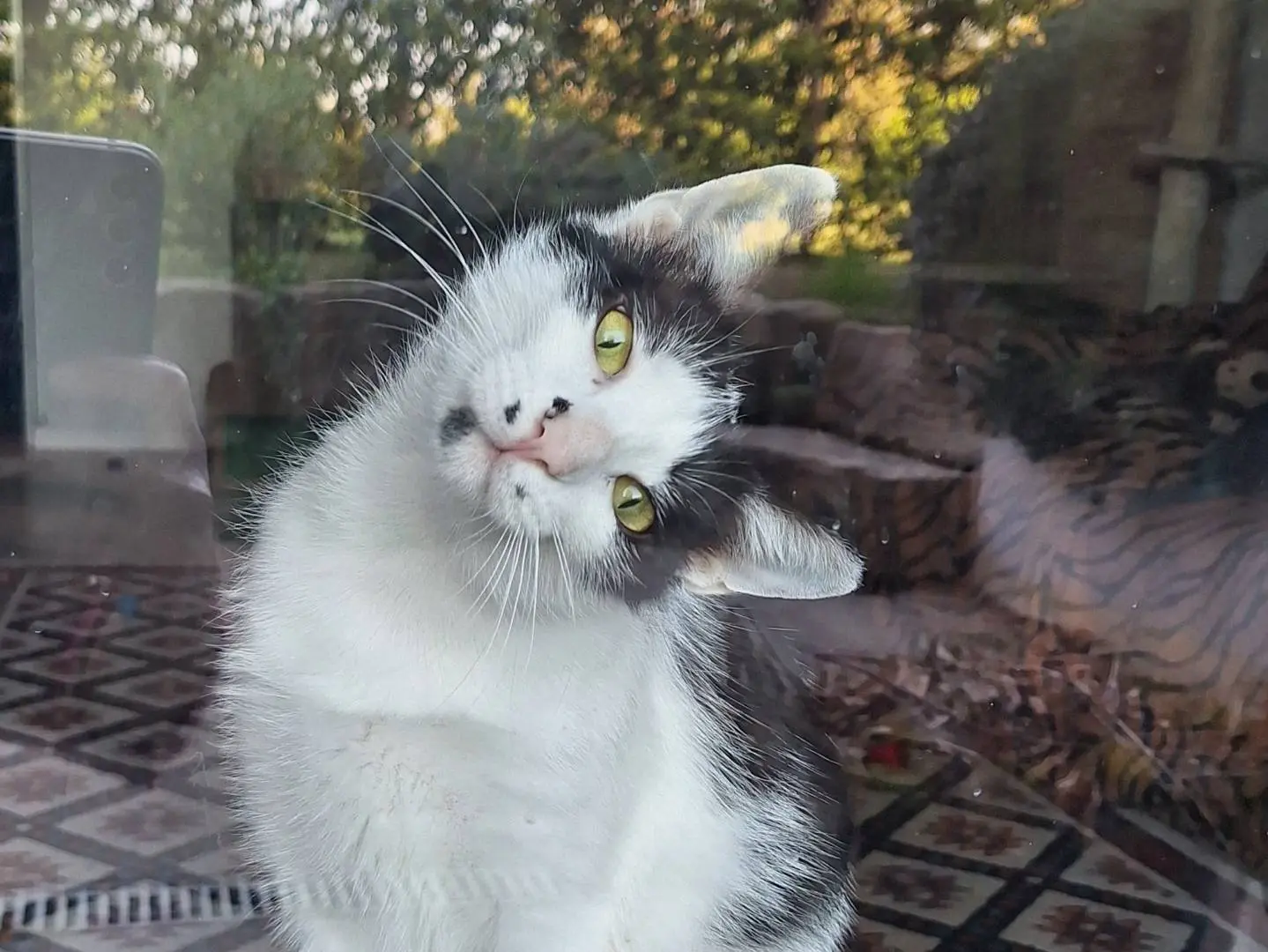 Adotta un gatto, femmina, 1 anno e 7 mesi, Bologna