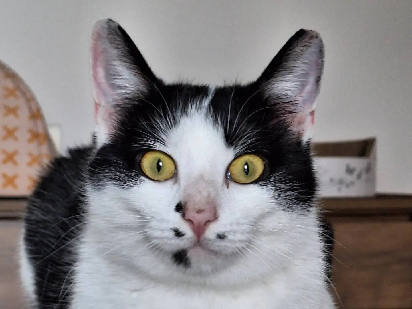 Adozione gatto, femmina, Razza sconosciuta Razza sconosciuta, 1 anno e 7 mesi, taglia non valida, Bologna