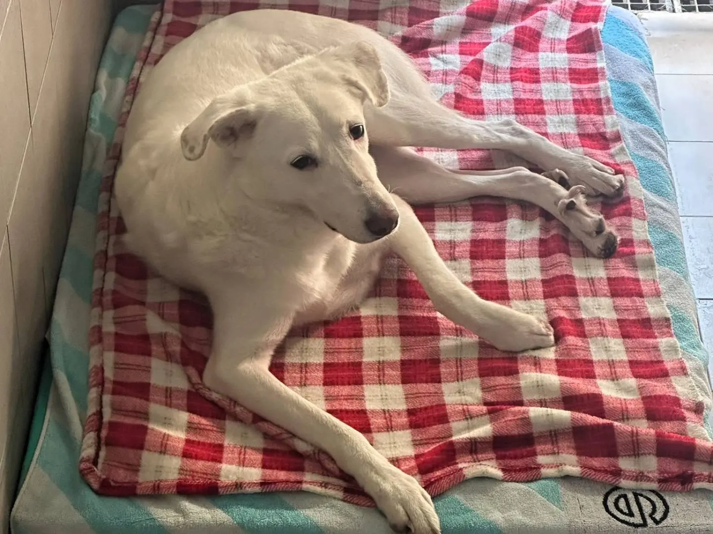 Adotta un cane, femmina, 5 anni e 7 mesi, Milano