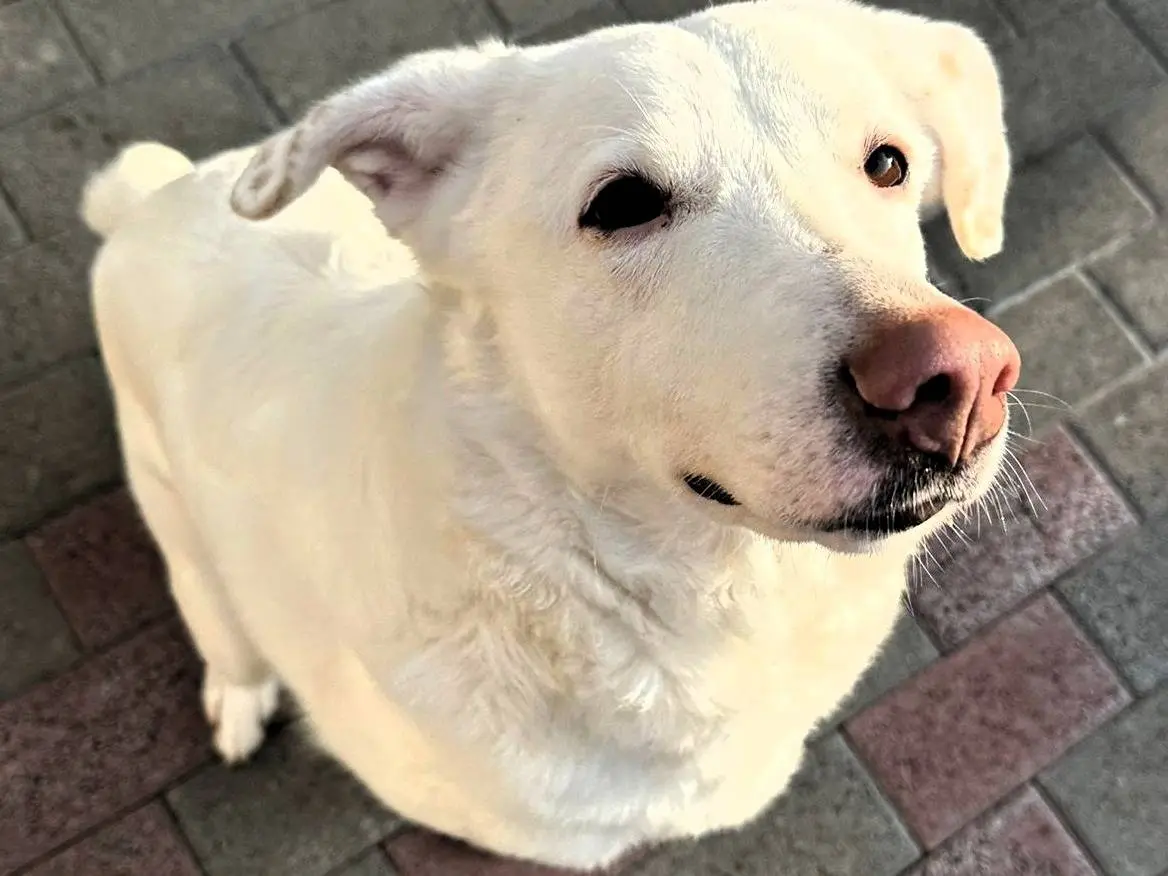 Vuoi adottare un cane a Milano?