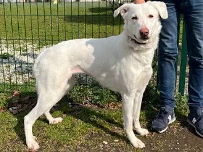 Adotta un cane, taglia media, femmina, Milano