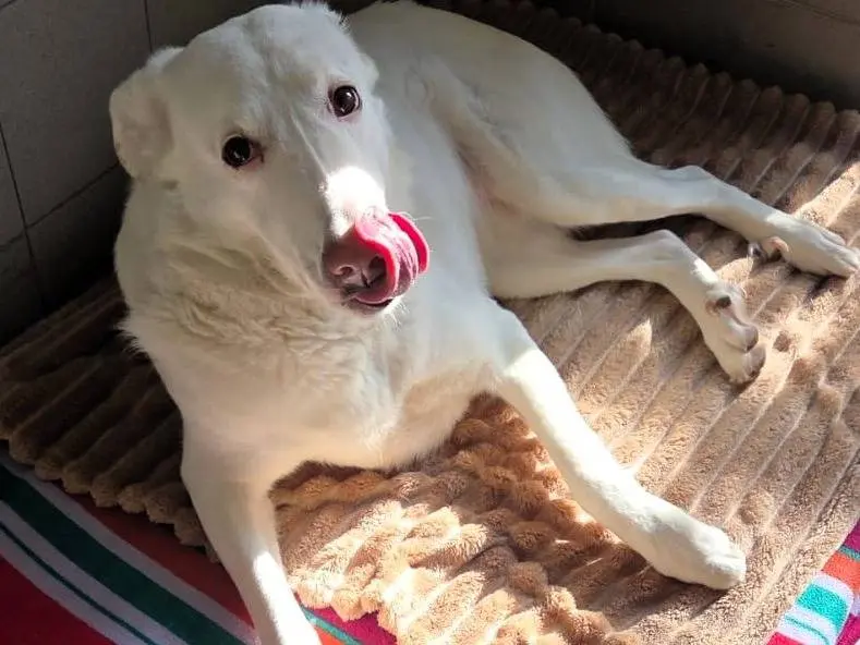 Adozione cane, femmina, Razza sconosciuta Razza sconosciuta, 5 anni e 7 mesi, taglia media, Milano