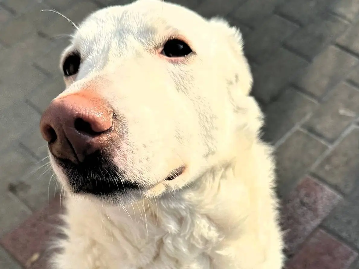 Adotta il cane GENNA a Milano