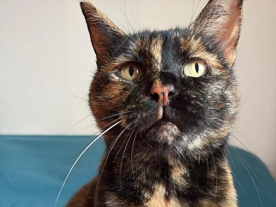 Adotta un gatto, femmina, 4 anni e 8 mesi, Roma