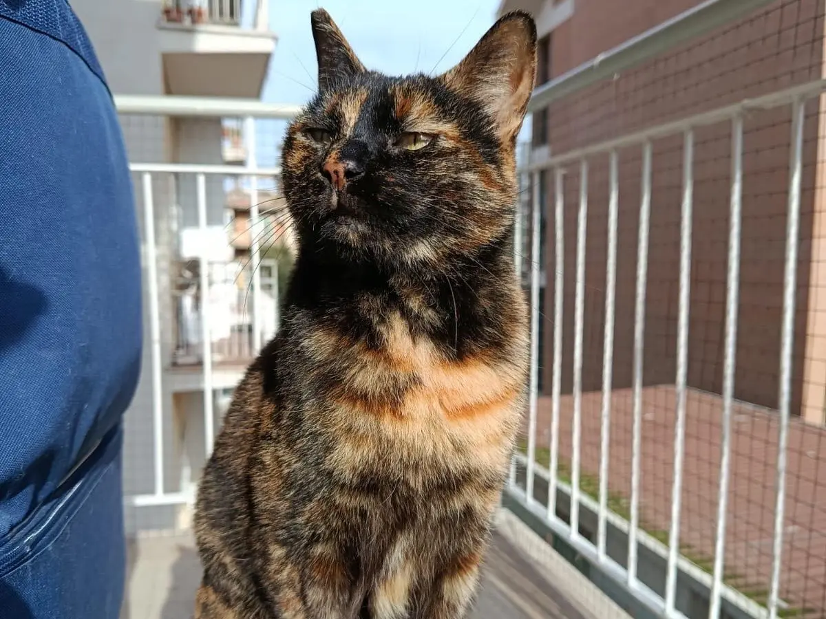Adozione gatto, femmina, Razza sconosciuta Razza sconosciuta, 4 anni e 8 mesi, taglia non valida, Roma