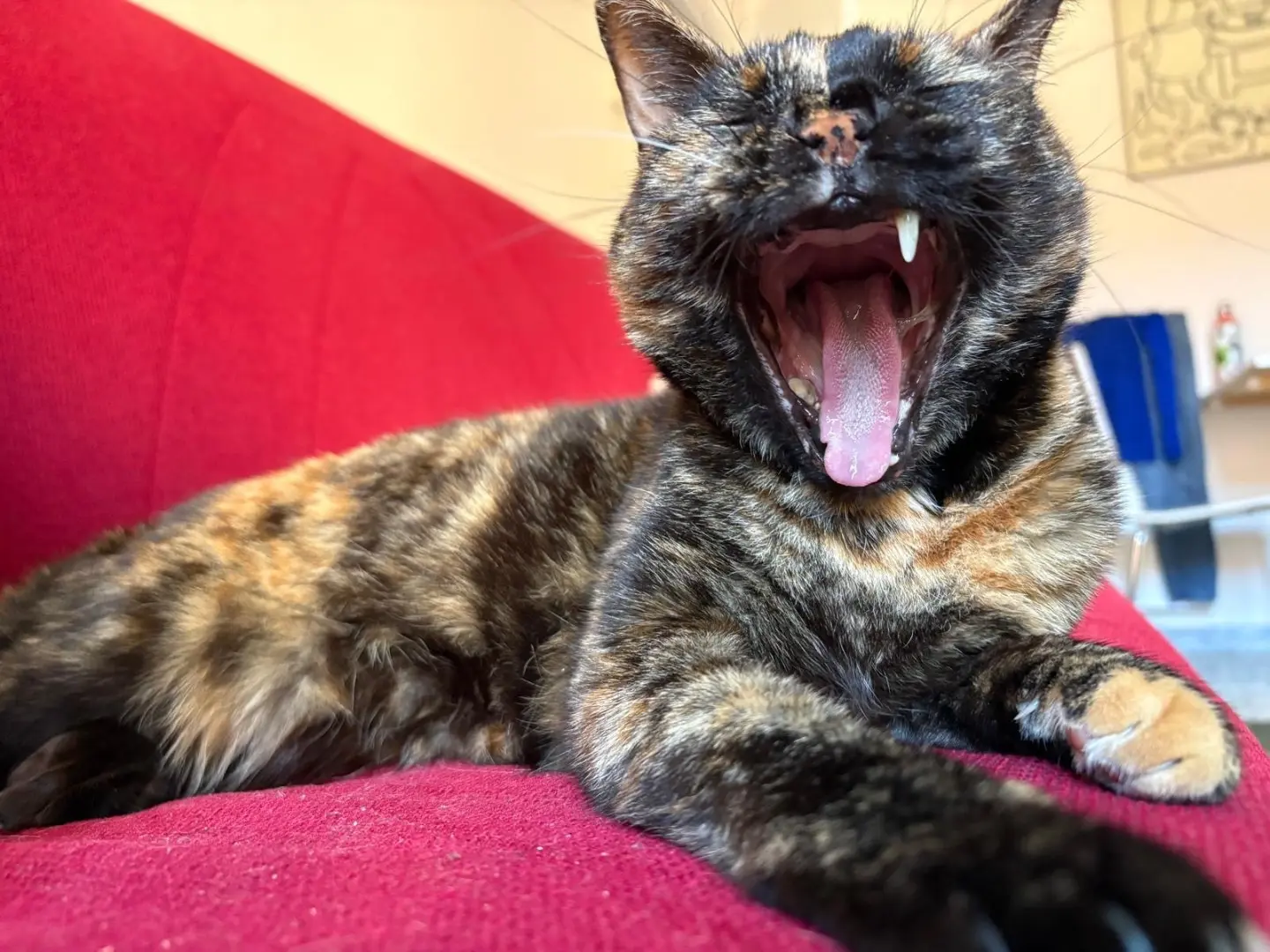 Adotta un gatto, taglia non valida, femmina, Roma