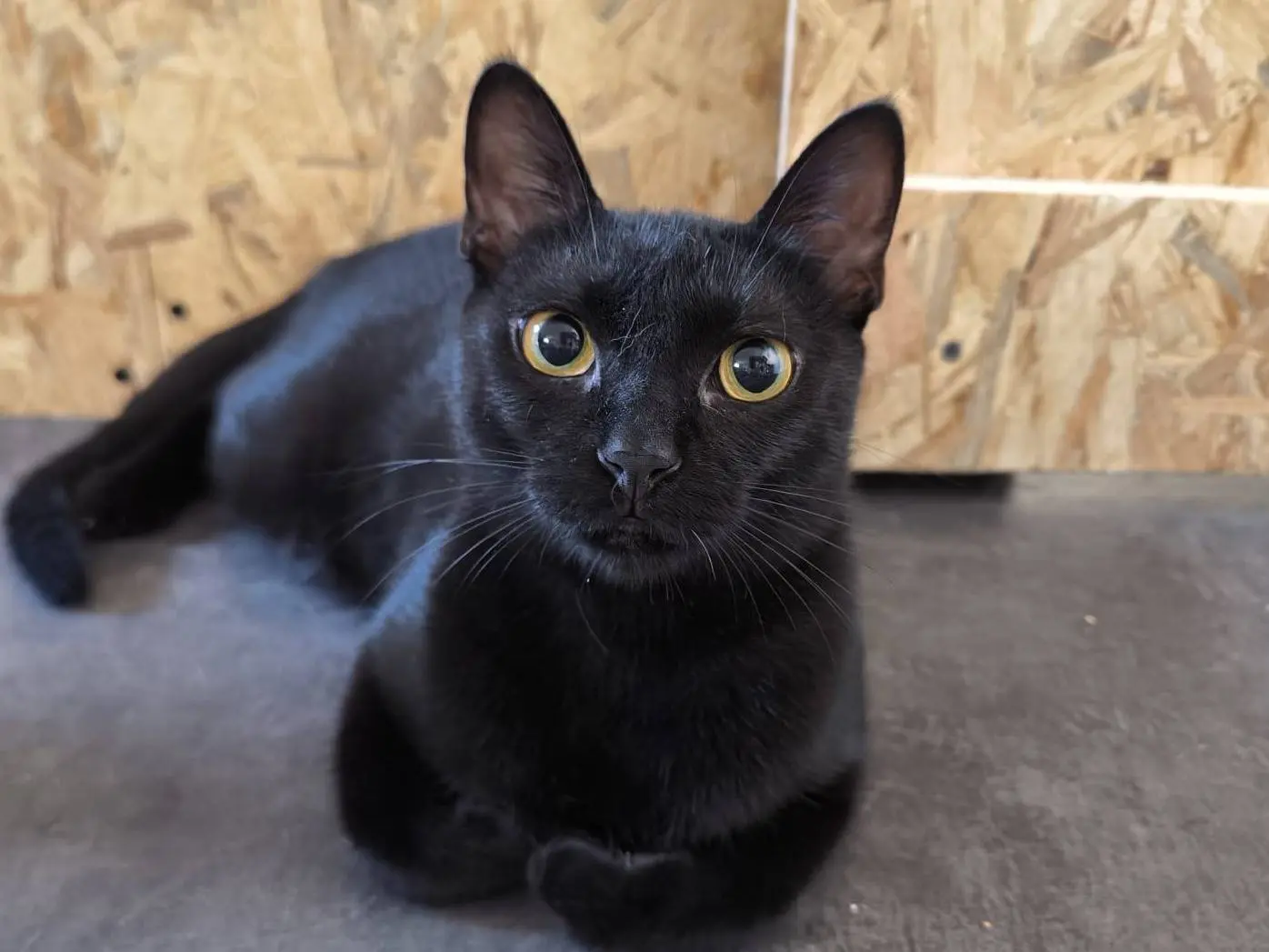 Adozione gatto, femmina, Razza sconosciuta Razza sconosciuta, 1 anno e 5 mesi, taglia non valida, Bari