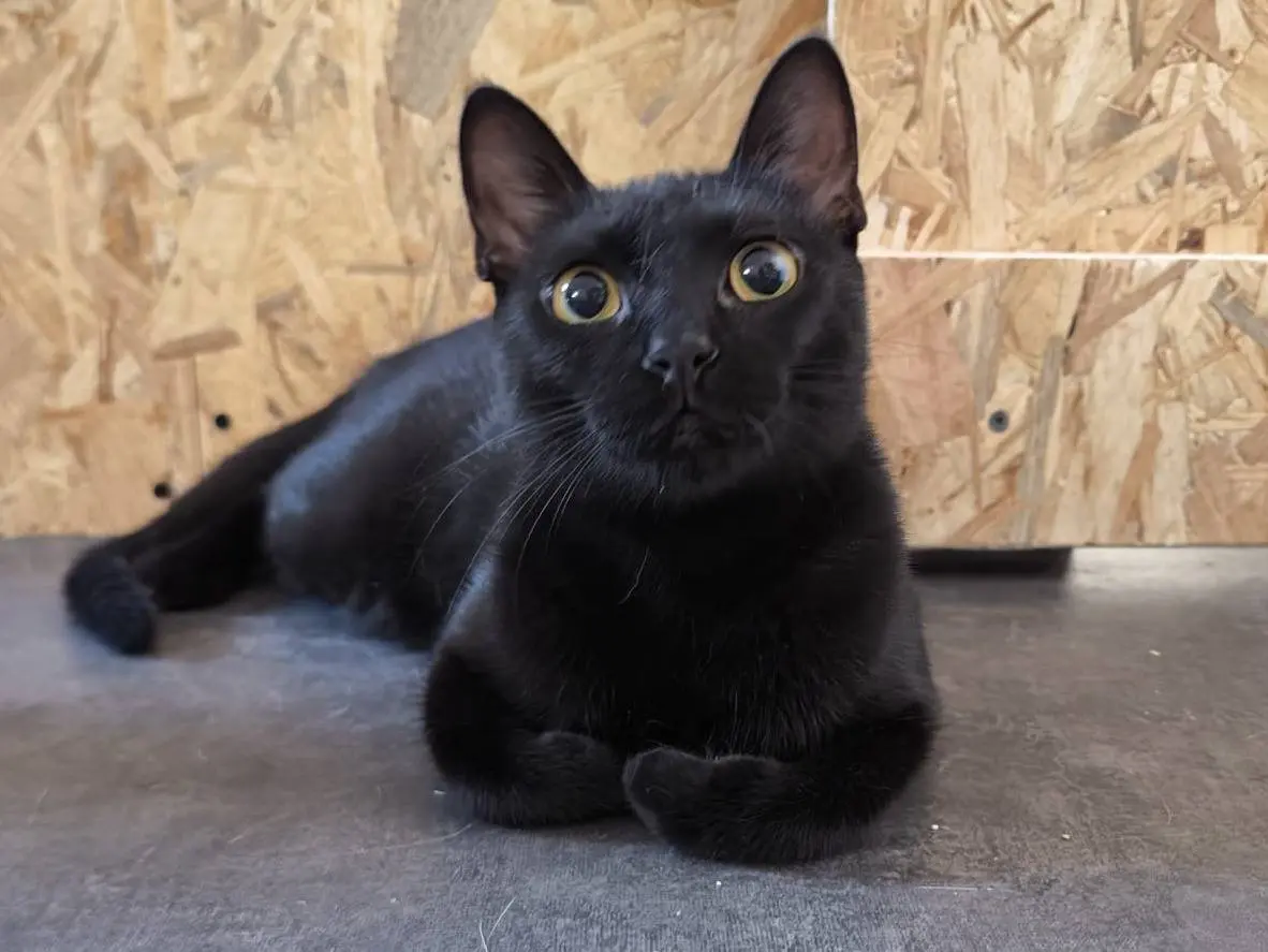 Adotta un gatto, femmina, 1 anno e 5 mesi, Bari