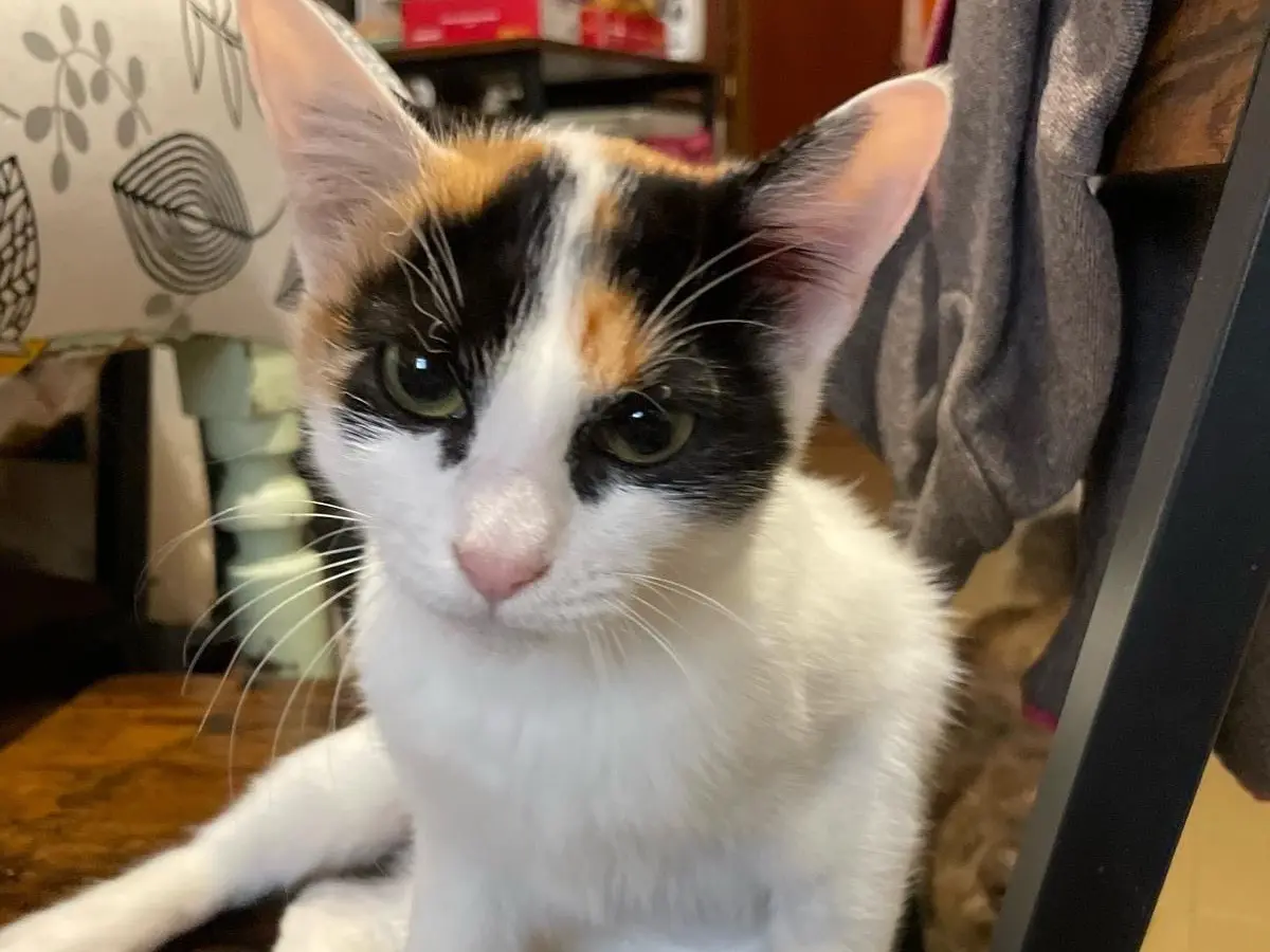 Adozione gatto, femmina, Razza sconosciuta Razza sconosciuta, 6 mesi, taglia non valida, Laquila