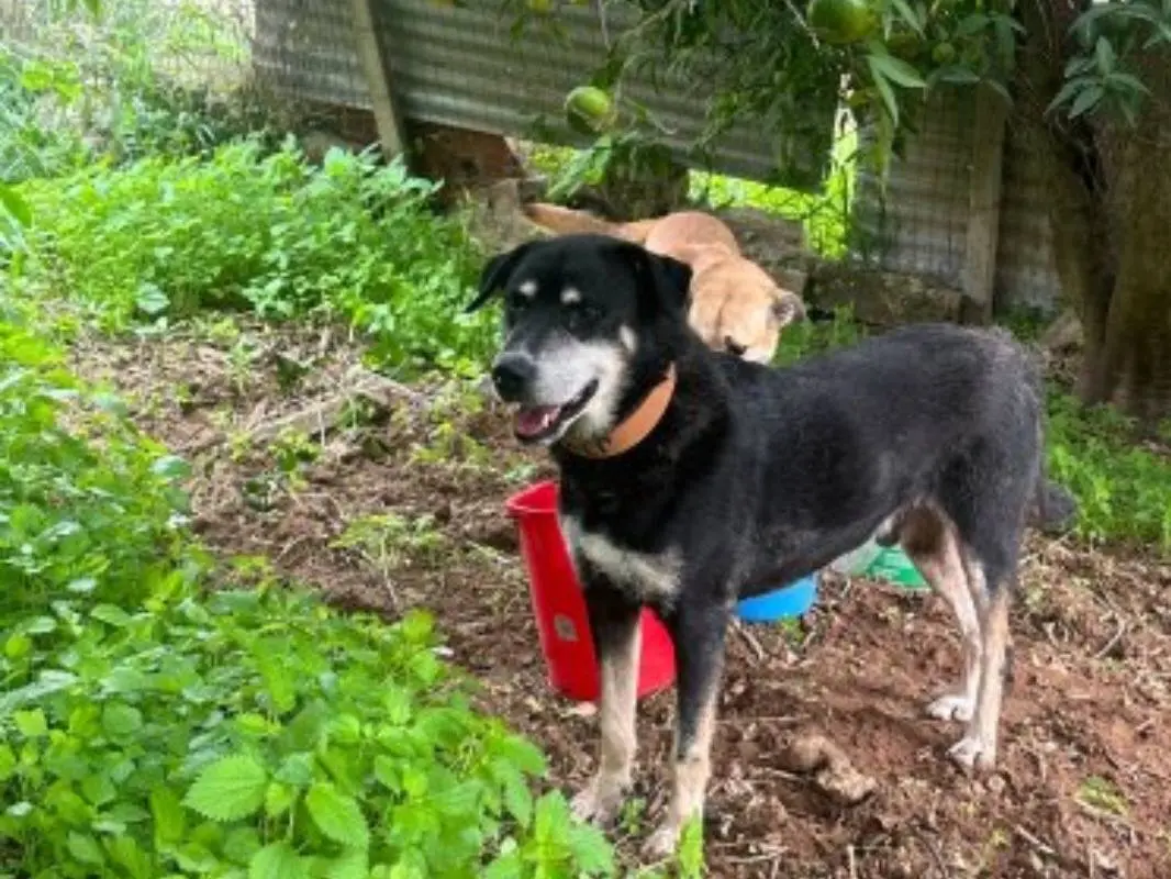 Adotta un cane, taglia grande, maschio, Catania