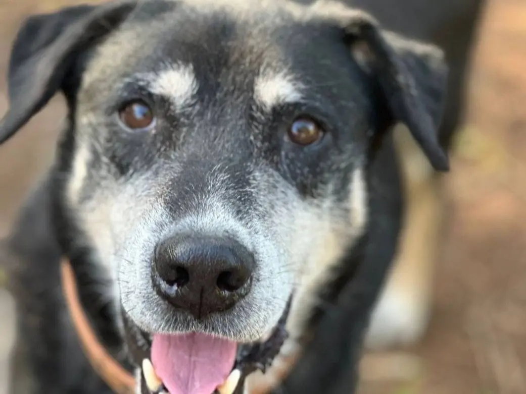 Adotta il cane Musetto a Catania