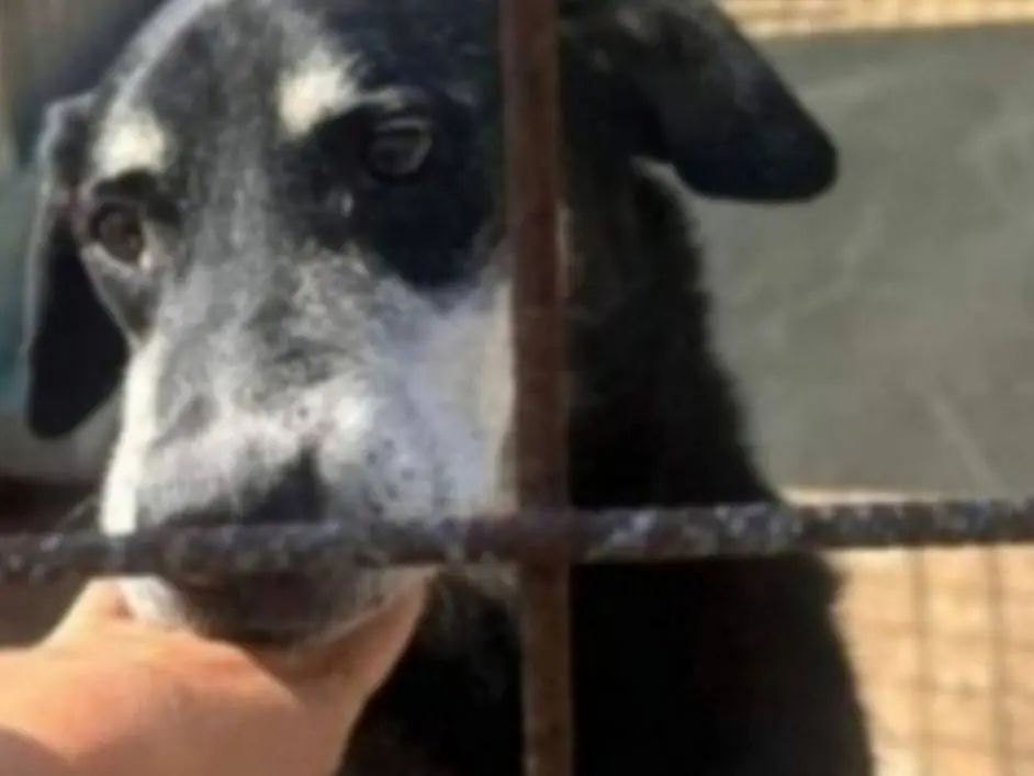 Adozione cane, maschio, Razza sconosciuta Razza sconosciuta, 11 anni e 7 mesi, taglia grande, Catania