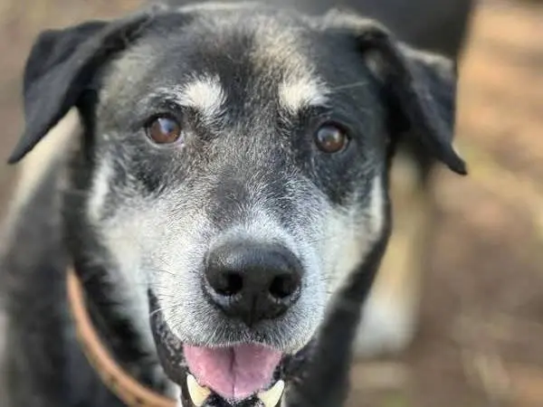Adotta un cane, maschio, 11 anni e 7 mesi, Catania