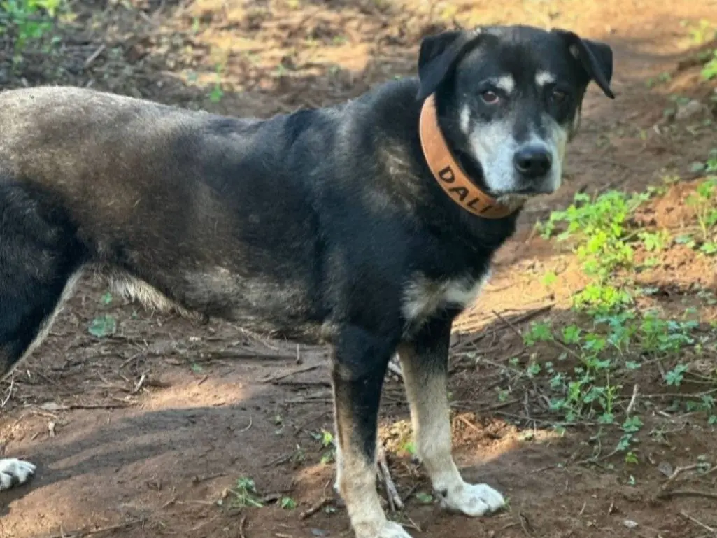 Vuoi adottare un cane a Catania?