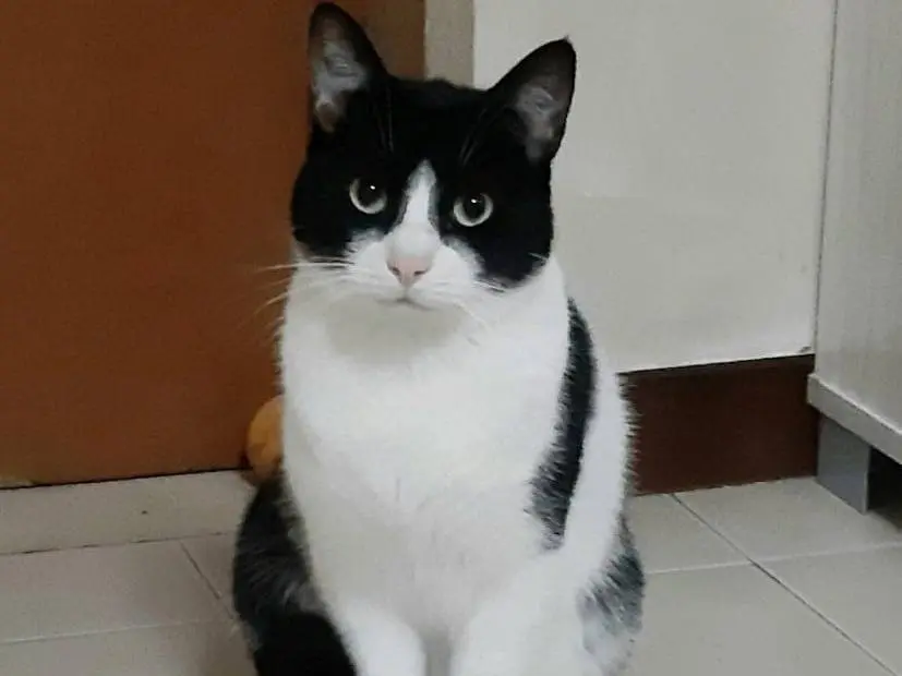 Adotta il gatto Zipper a Genova