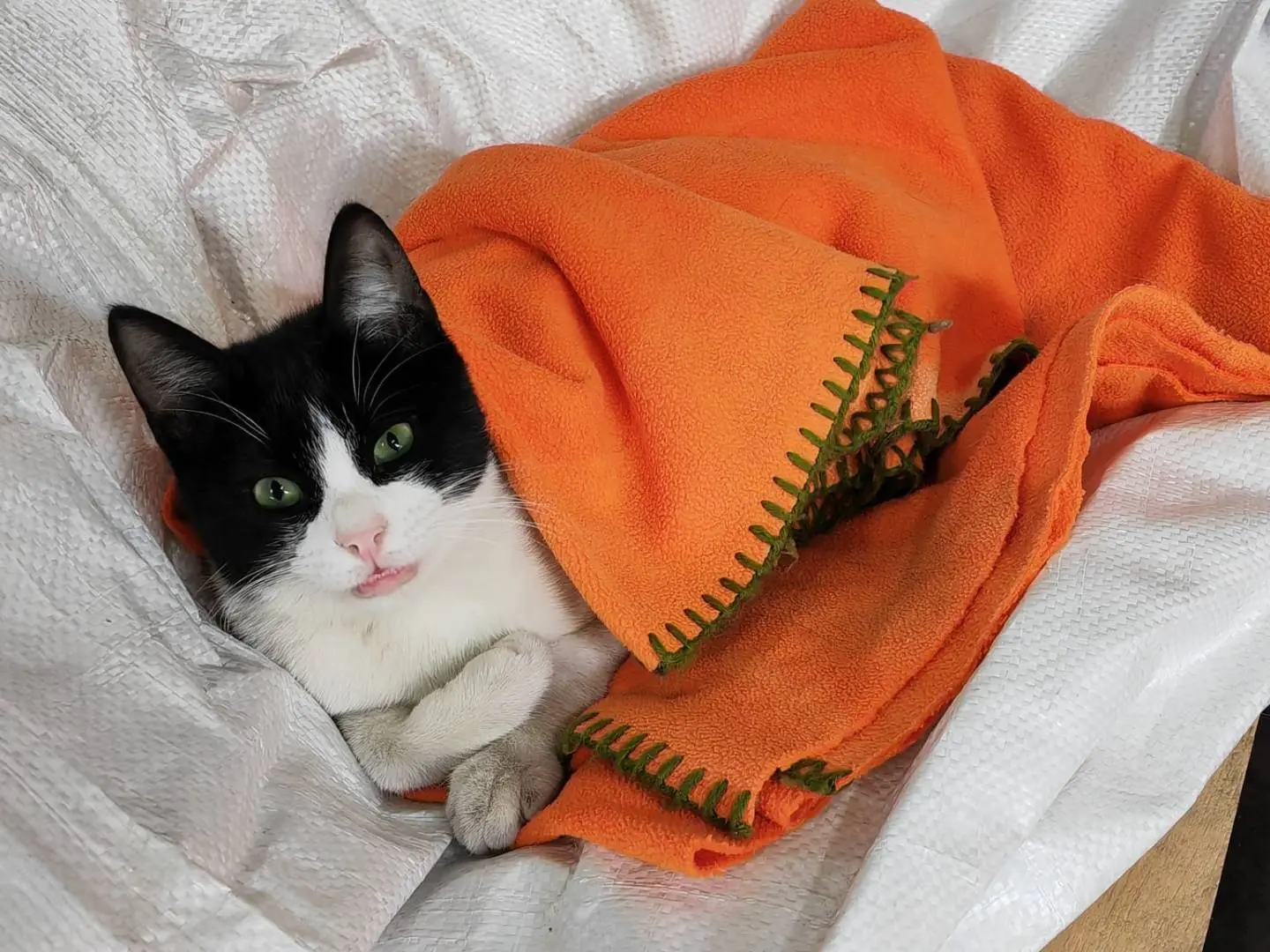 Adotta un gatto, maschio, 4 anni e 7 mesi, Genova