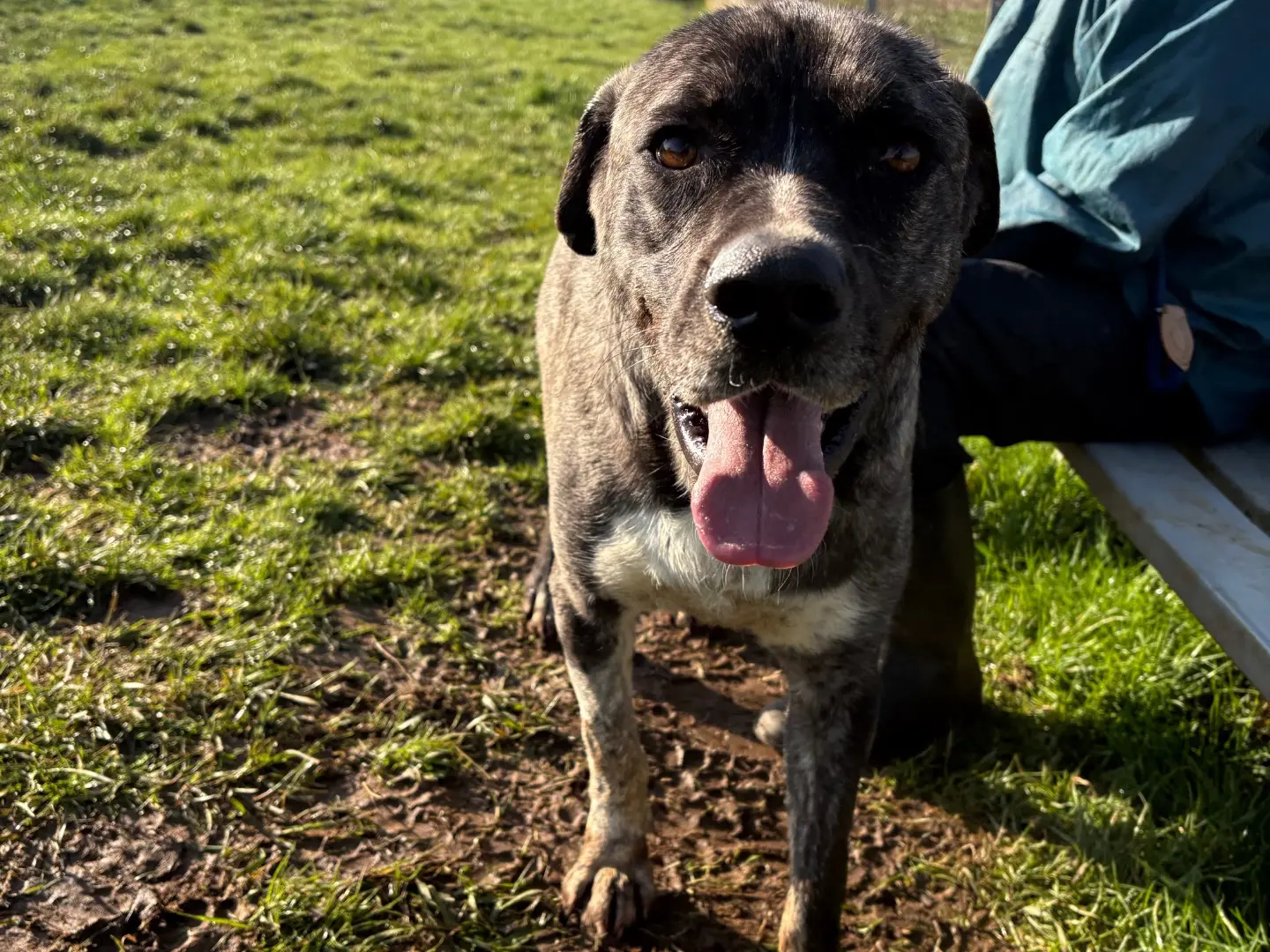 Adotta un cane, taglia grande, maschio, Frosinone