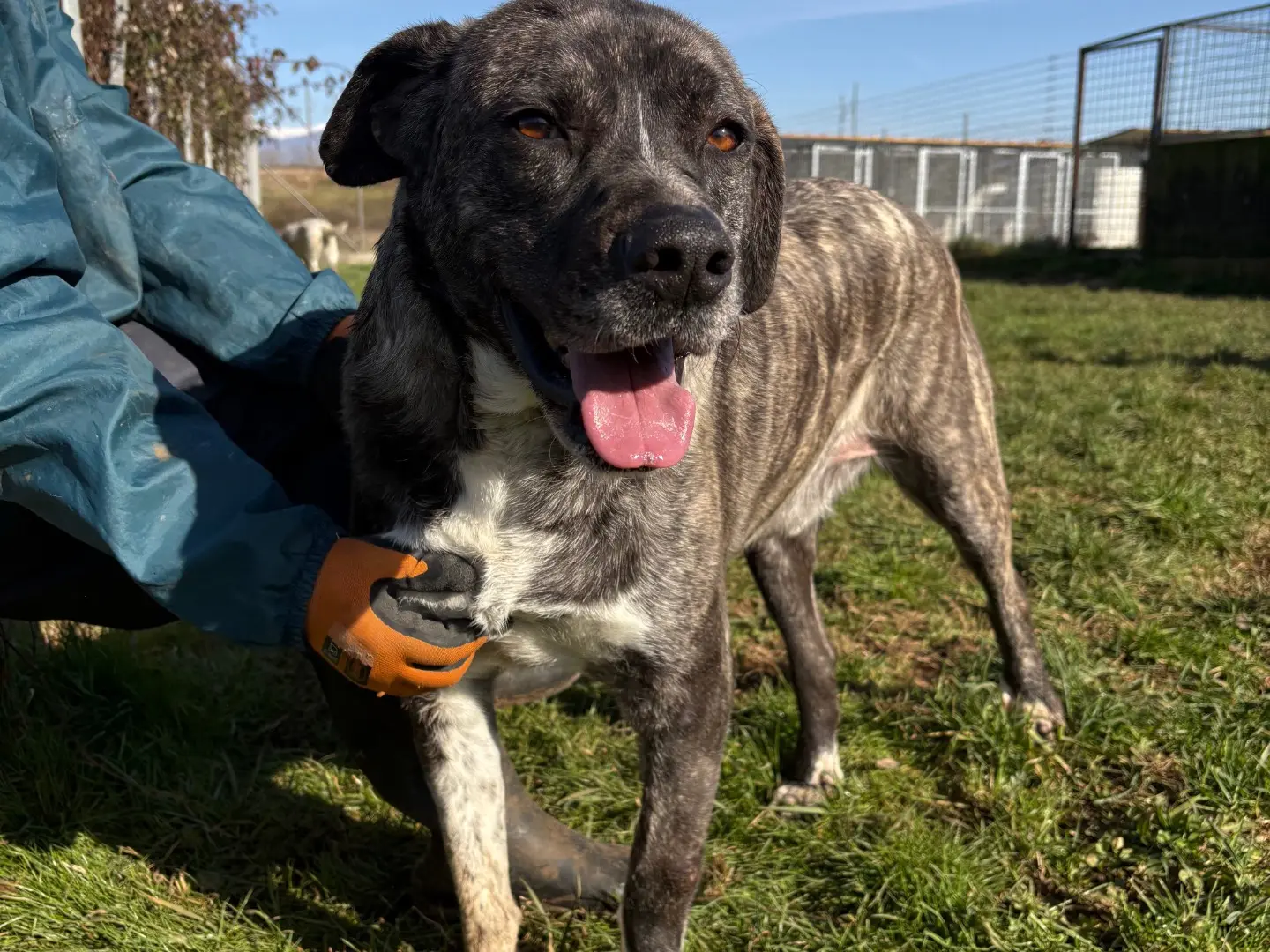 Adozione cane, maschio, Razza sconosciuta Razza sconosciuta, 3 anni e 10 mesi, taglia grande, Frosinone