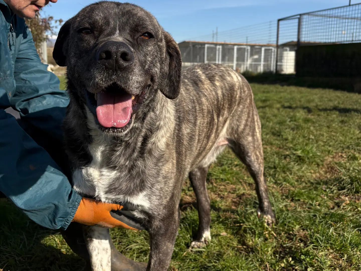 Adotta un cane, maschio, 3 anni e 10 mesi, Frosinone