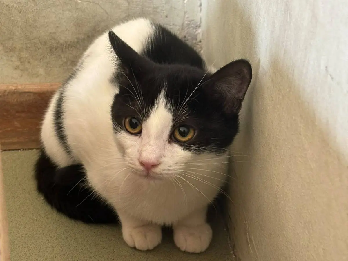 Vuoi adottare un gatto a Bari?