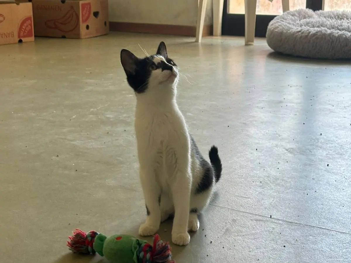 Adotta il gatto Mu a Bari