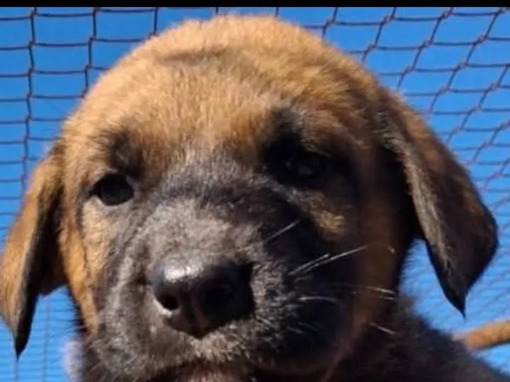 Adozione cane, maschio, Razza sconosciuta Razza sconosciuta, 1 anno, taglia grande, Siracusa