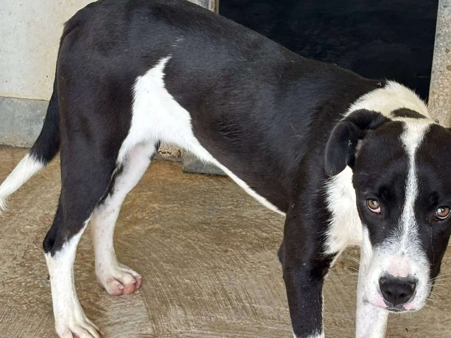 Adotta un cane, femmina, 1 anno e 8 mesi, Ragusa
