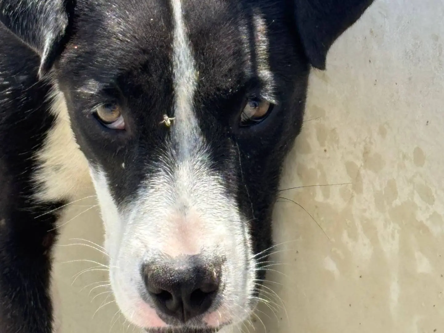 Vuoi adottare un cane a Ragusa?