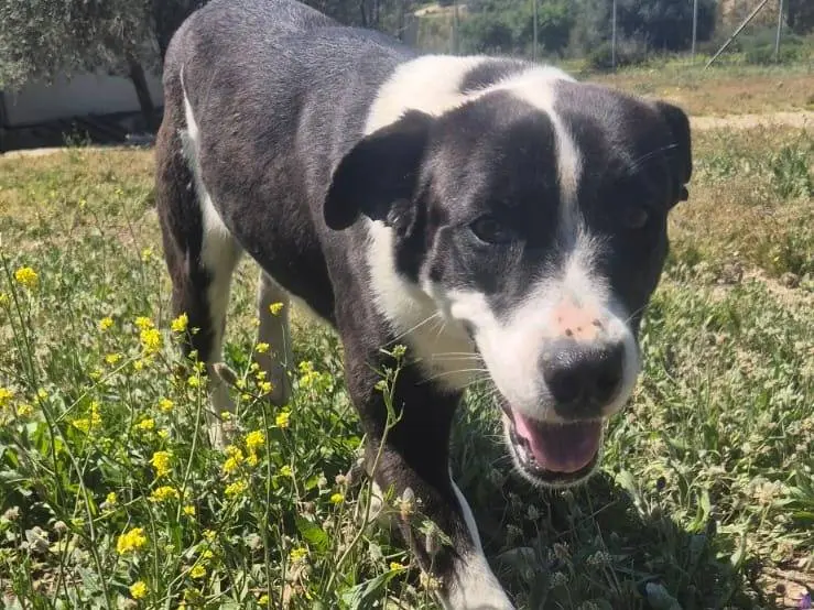 Adozione cane, femmina, Amstaff Razza sconosciuta, 1 anno e 8 mesi, taglia media, Ragusa