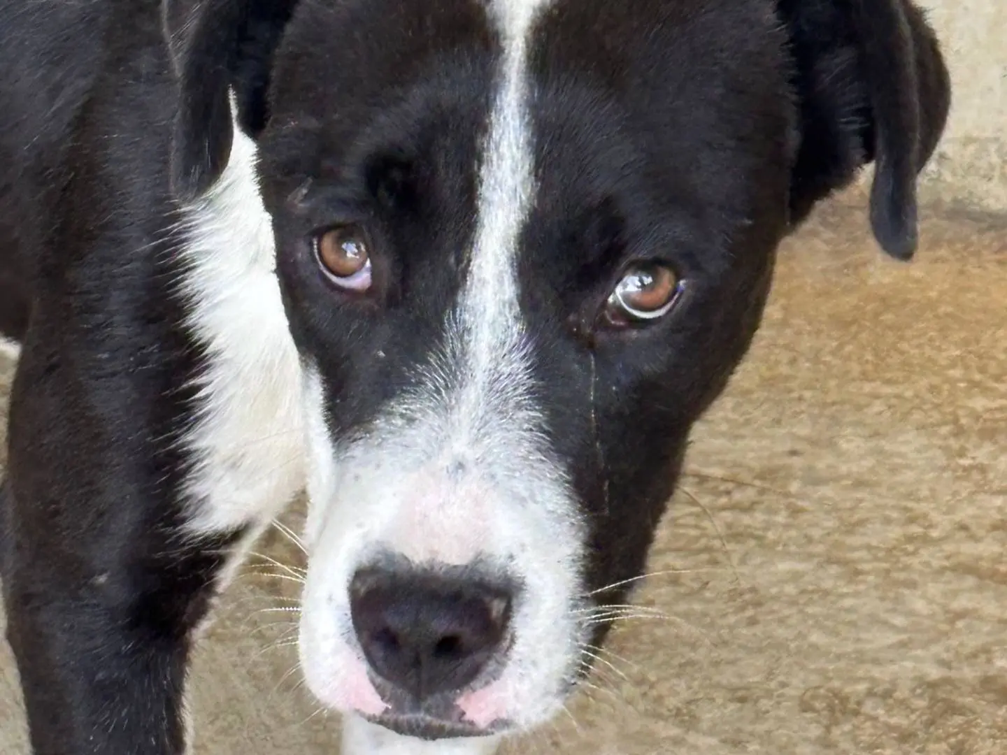 Adotta un cane, taglia media, femmina, Ragusa