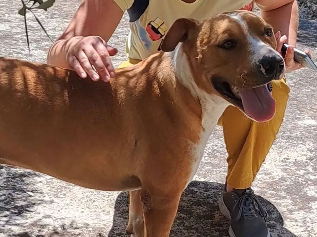 Vuoi adottare un cane a Agrigento?