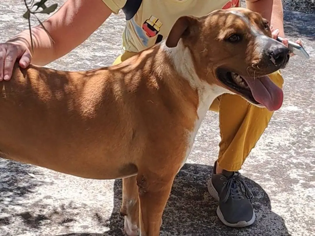 Adotta un cane, taglia media, maschio, Agrigento