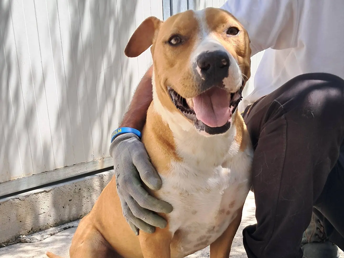 Adozione cane, maschio, Amstaff Razza sconosciuta, 3 anni e 9 mesi, taglia media, Agrigento
