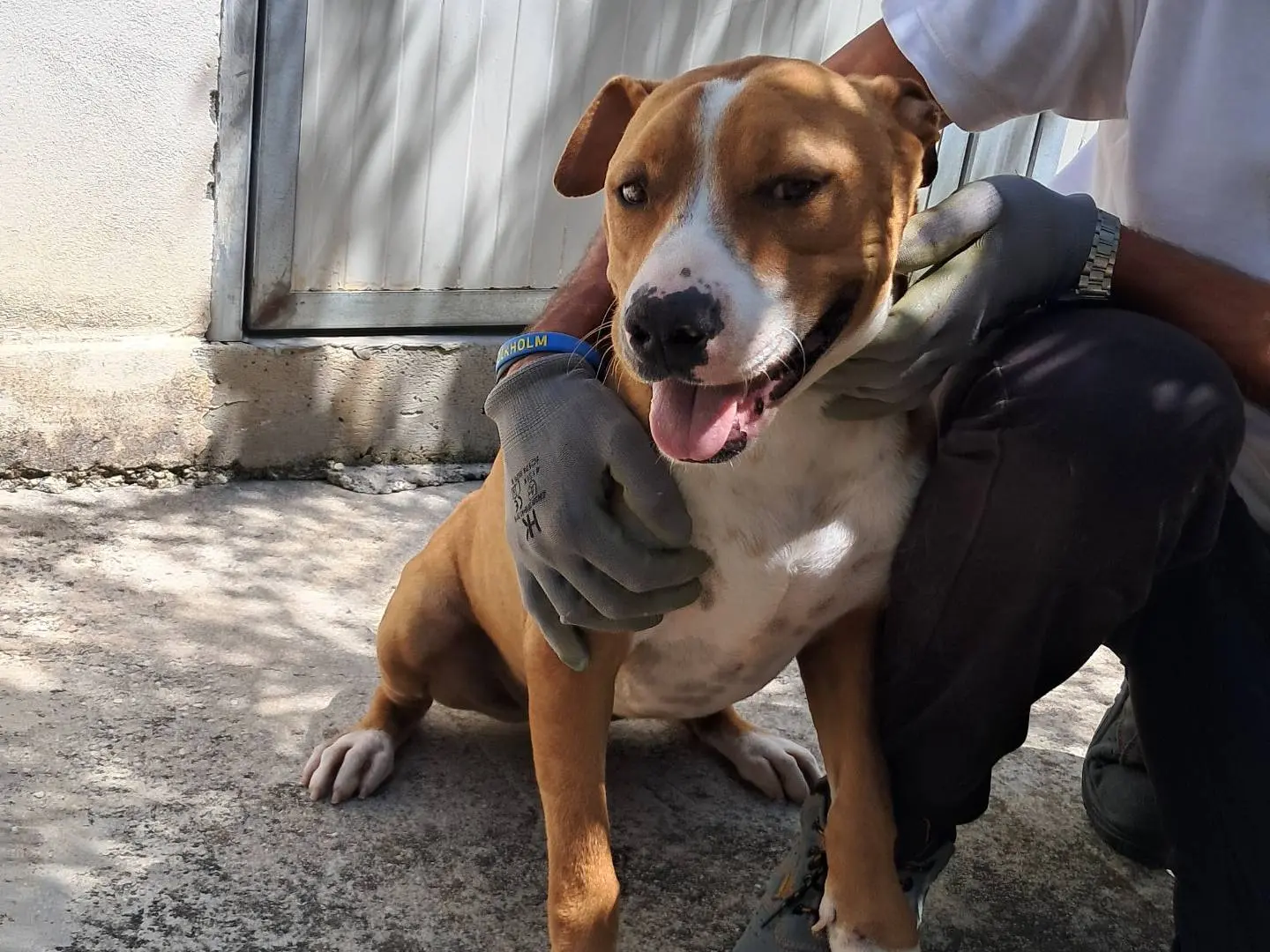 Adotta un cane, maschio, 3 anni e 9 mesi, Agrigento