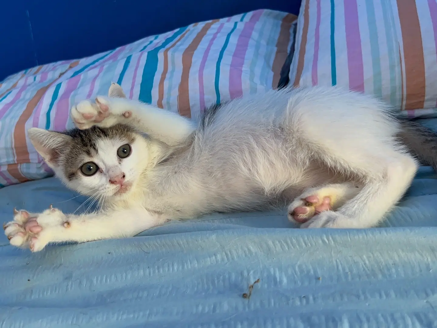 Adozione gatto, maschio, Razza sconosciuta Razza sconosciuta, 1 anno e 6 mesi, taglia non valida, Catania