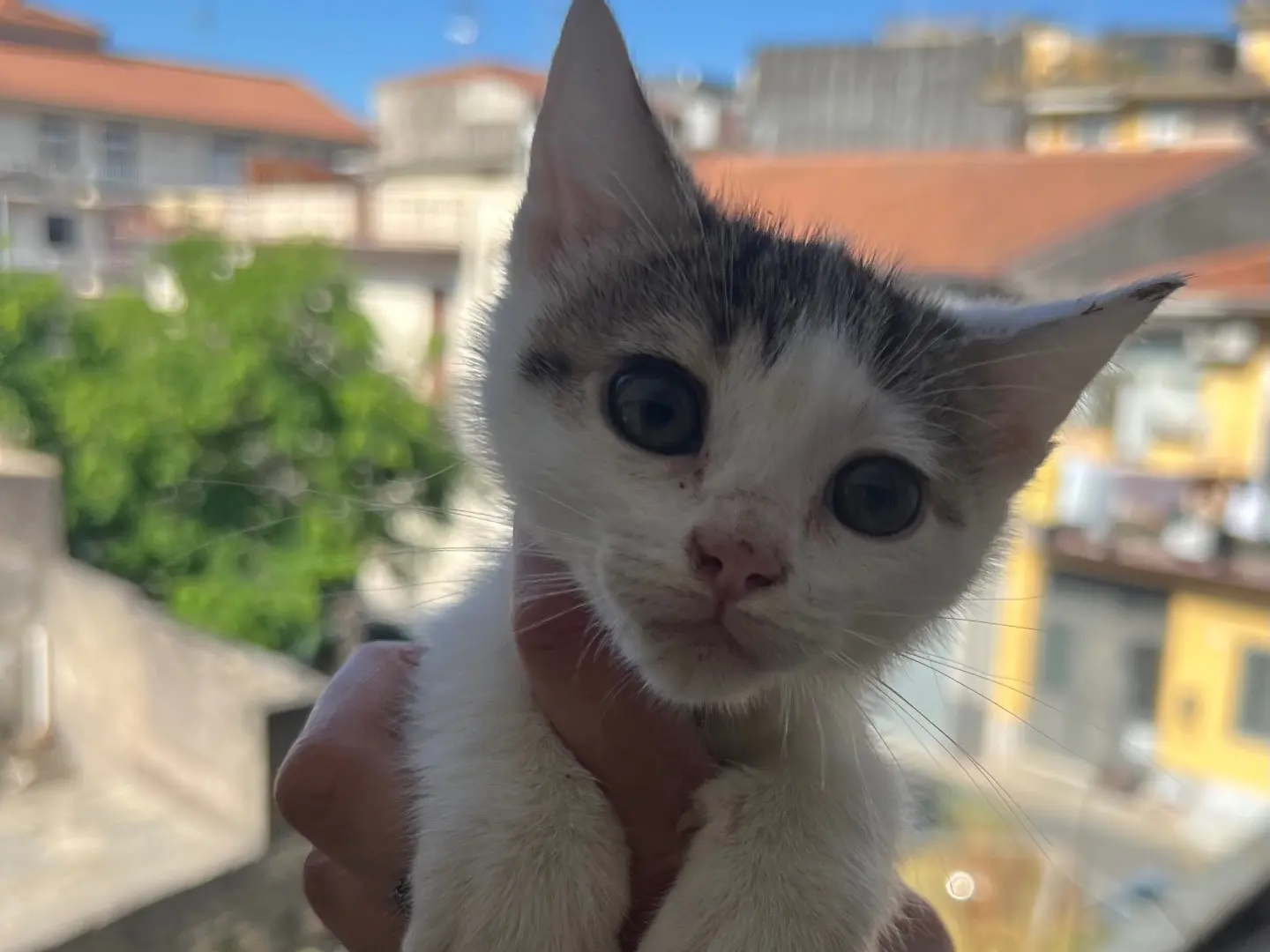 Adotta un gatto, maschio, 1 anno e 6 mesi, Catania